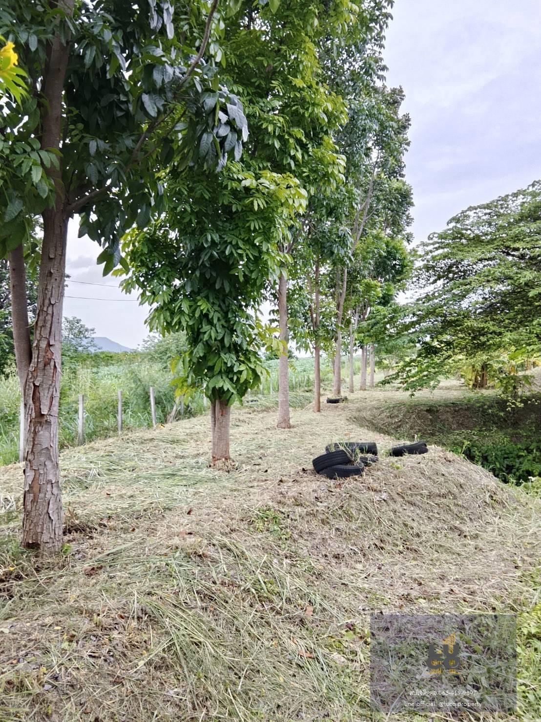 ที่ดินปากช่อง ที่สวย ถมสูง ติดถนน ทำเลดี วิวเขายายเที่ยง 1 ไร่ ไร่ละ  1,950,000 บาท